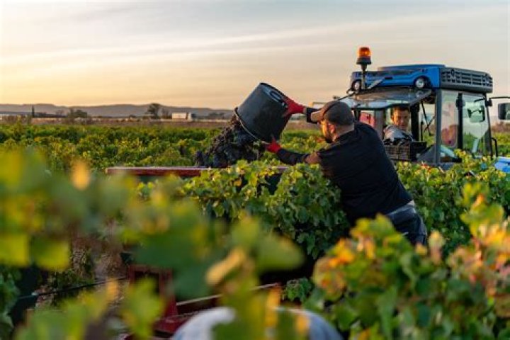 Are all wines gluten-free?