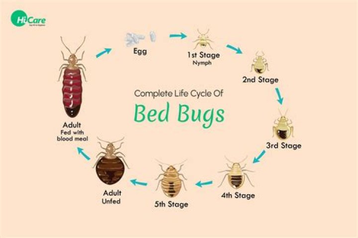 Are bed bugs a curse?