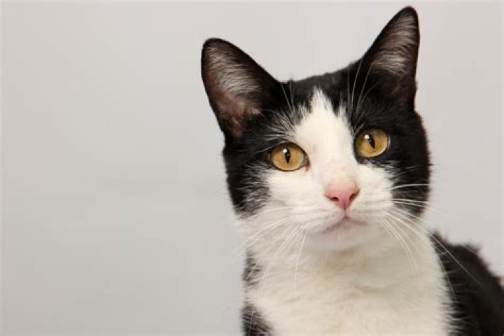 Are black and white cats more intelligent?