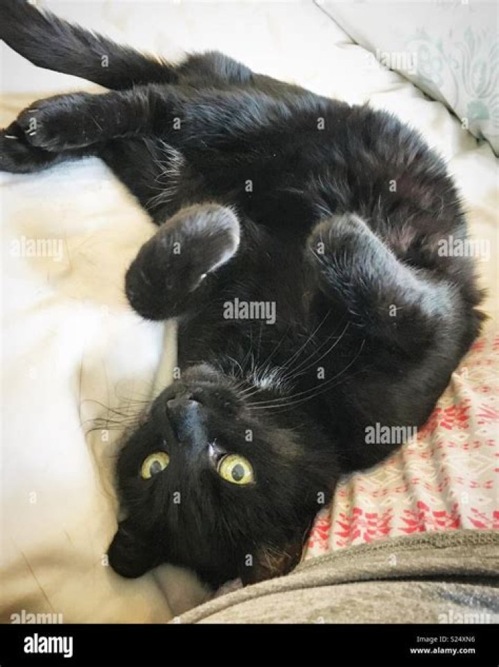 Are black cats lucky?