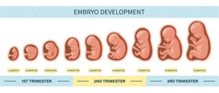 Are boy or girl embryos stronger?