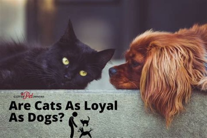 Are cats as loyal as dogs?