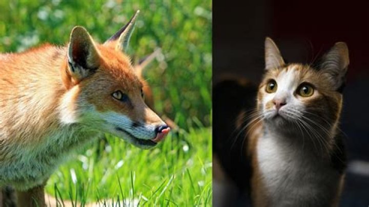 Are cats related to foxes?