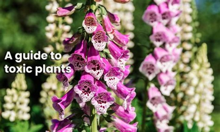 Are cemeteries toxic?