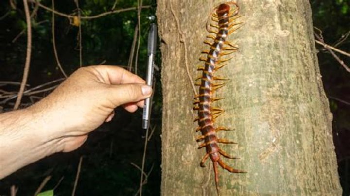 Are centipedes scared of light?