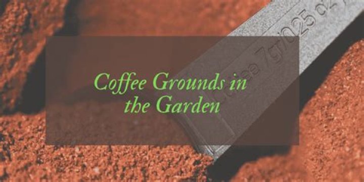 Are coffee grounds good for the garden?