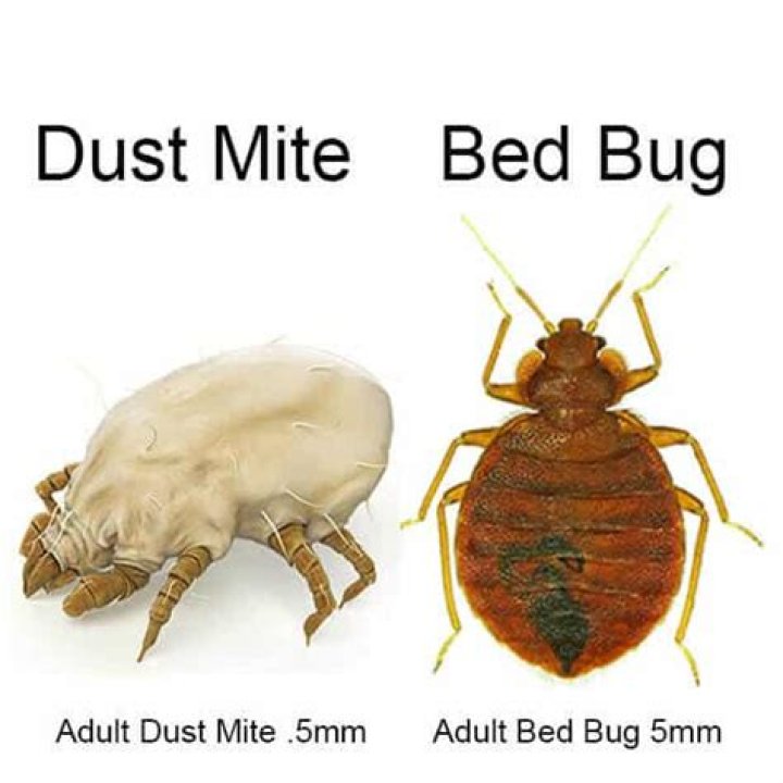 Are dust mites the same thing as bed bugs?