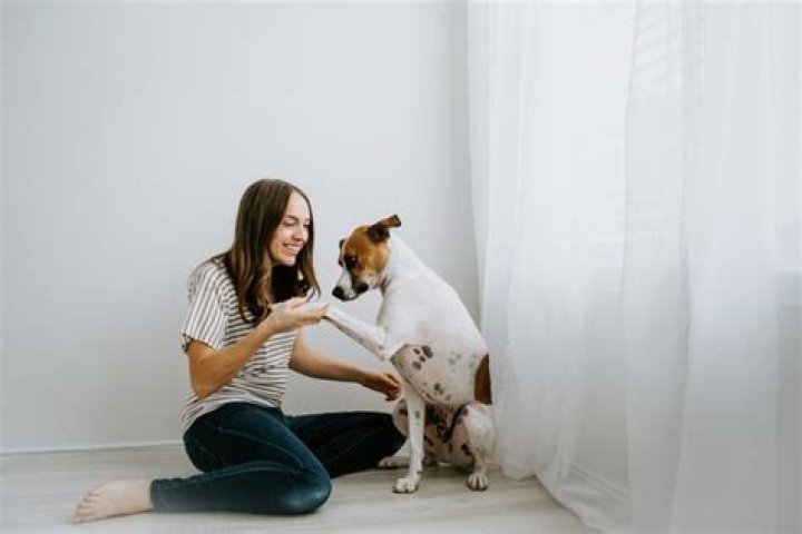 Are female dogs smarter than males?