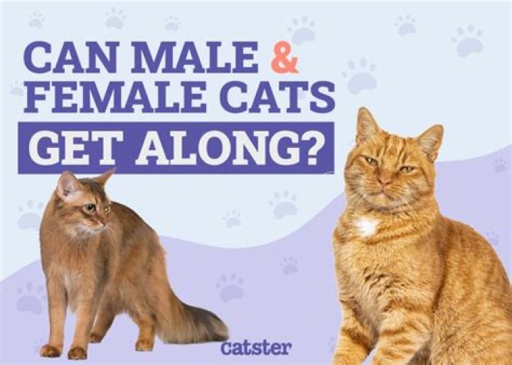 Are female or male cats friendlier?