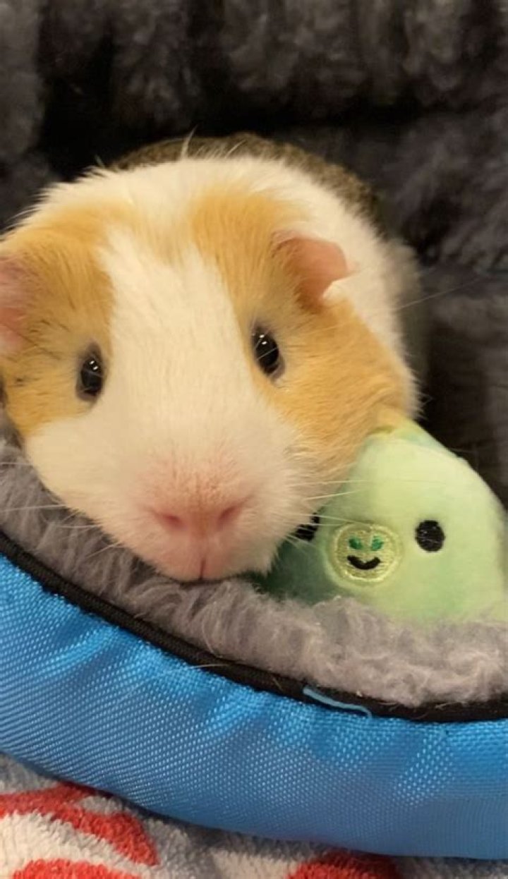 Are hamsters better pets than guinea pigs?