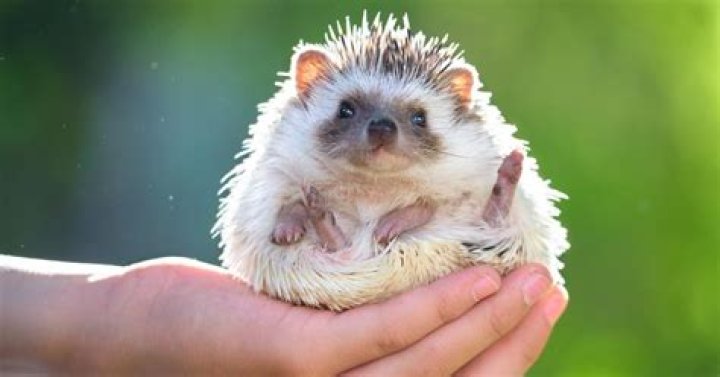 Are hedgehogs friendly?