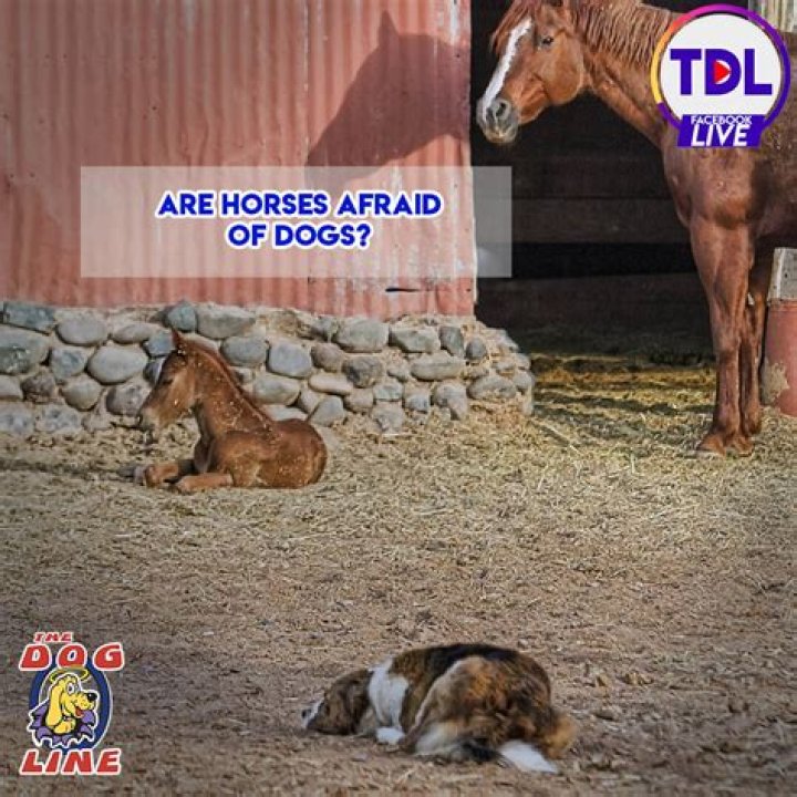 Are horses afraid of dogs?