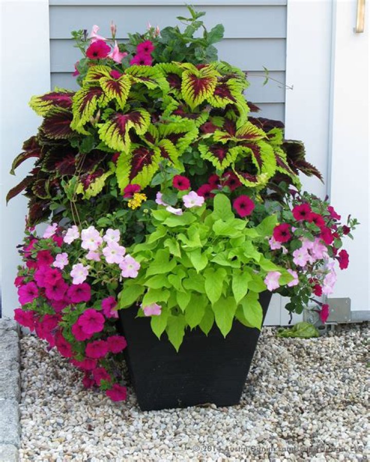 Are hostas good container plants?