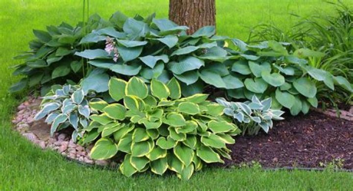 Are hostas OK in full sun?