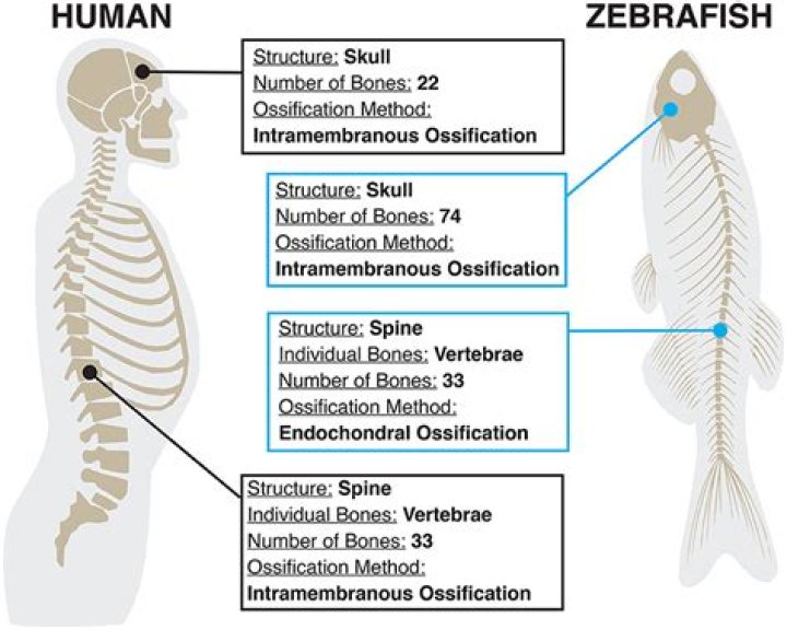 Are humans related to roaches?