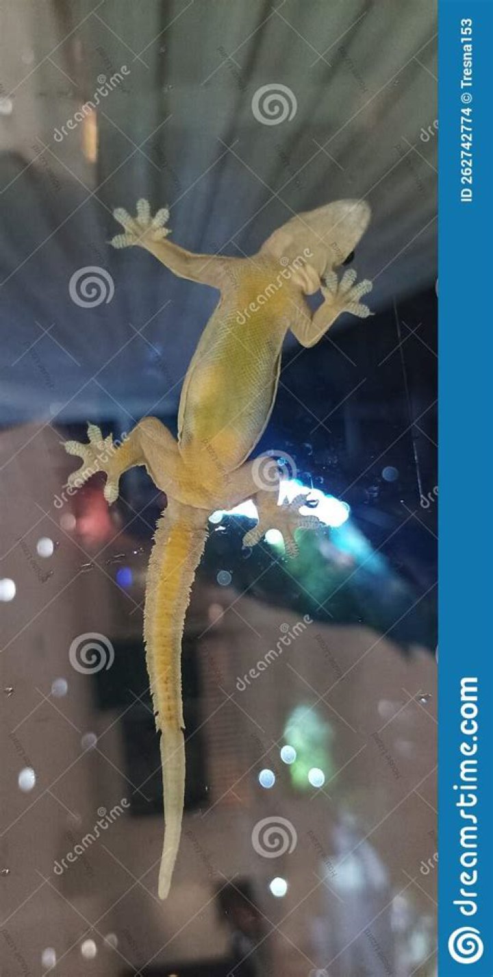 Are lizards attracted to light at night?