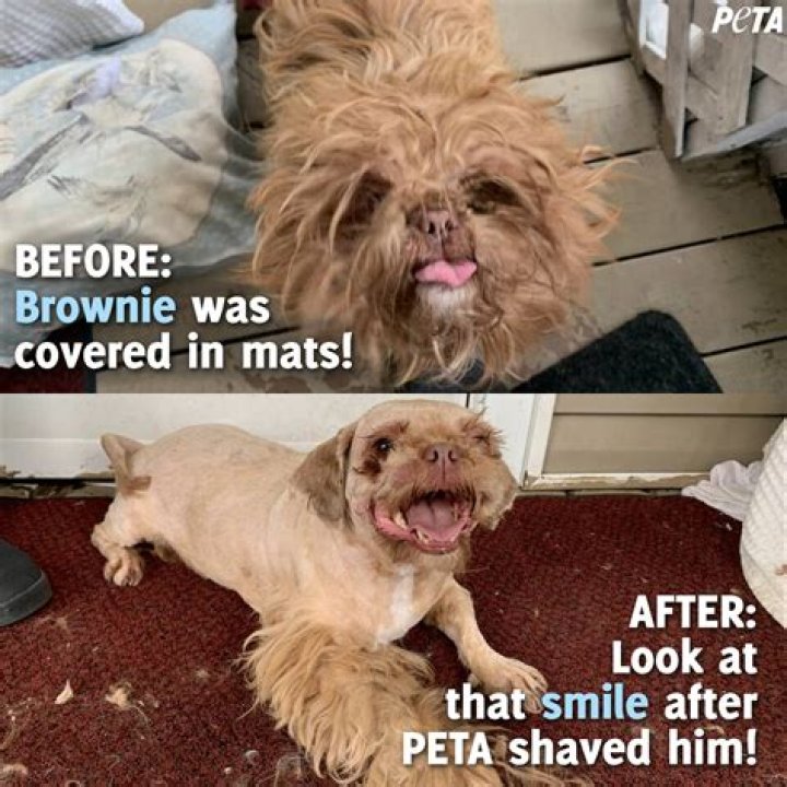 Are Mats painful for dogs?