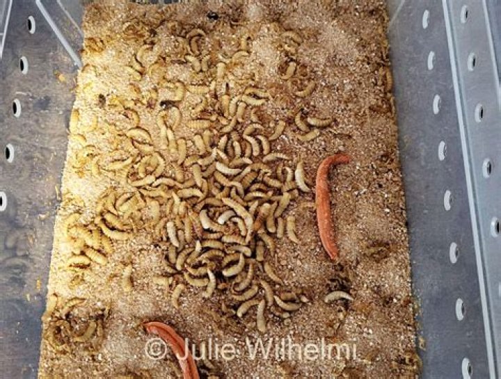 Are mealworms invasive?
