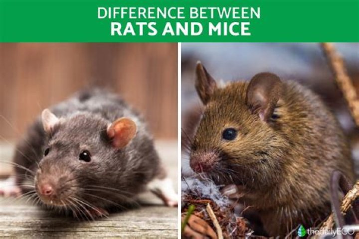 Are mice or rats worse in house?