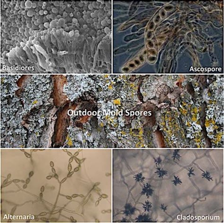 Are mold spores everywhere?