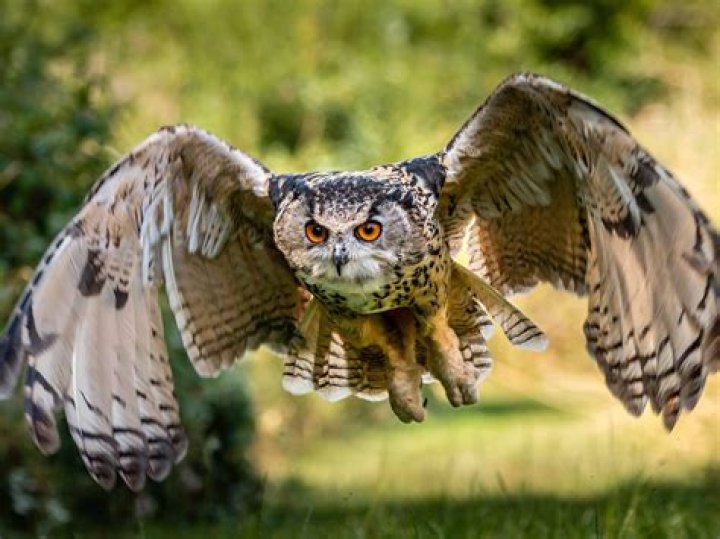 Are owls aggressive?