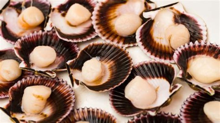 Are Peruvian scallops good?