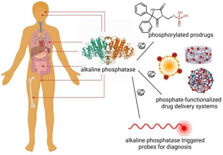 Are phosphatases specific?