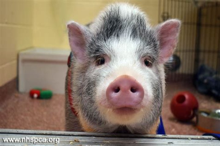 Are pigs better pets than dogs?