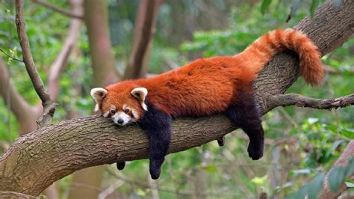 Are red pandas rare?