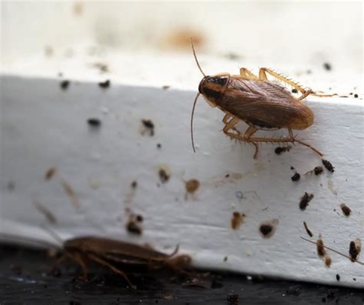 Are roaches attracted to light?