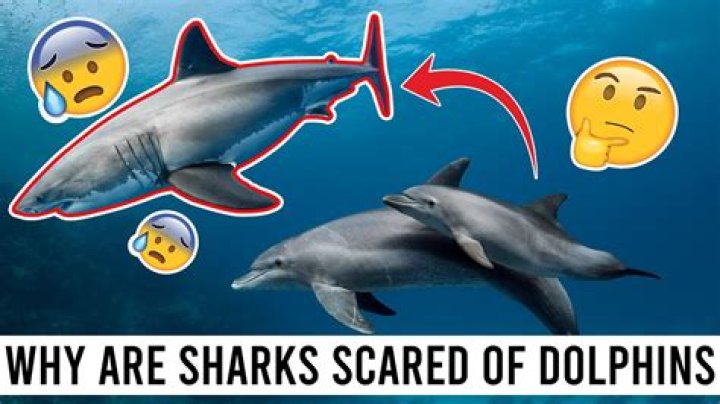 Are sharks really scared of dolphins?