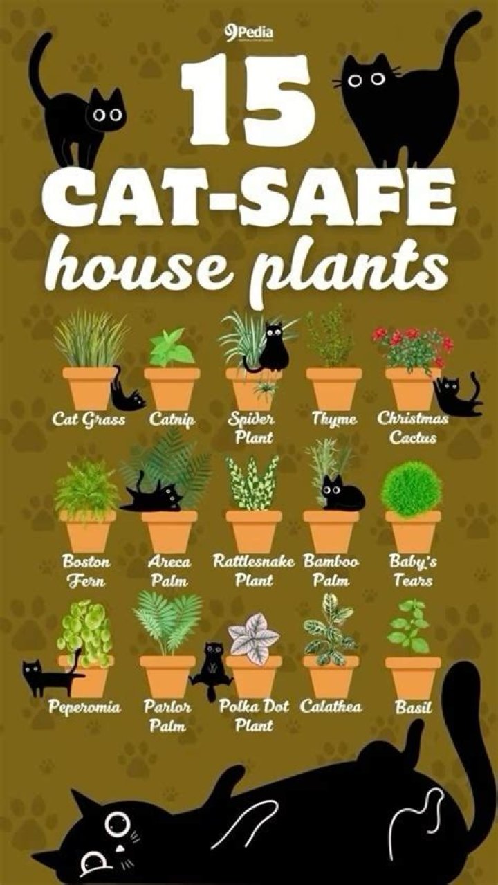 Are Skittles cat safe?