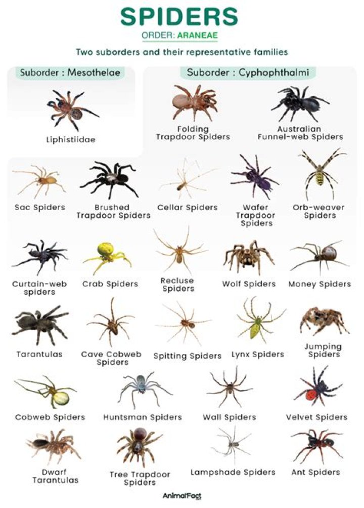 Are there 10 legged spiders?