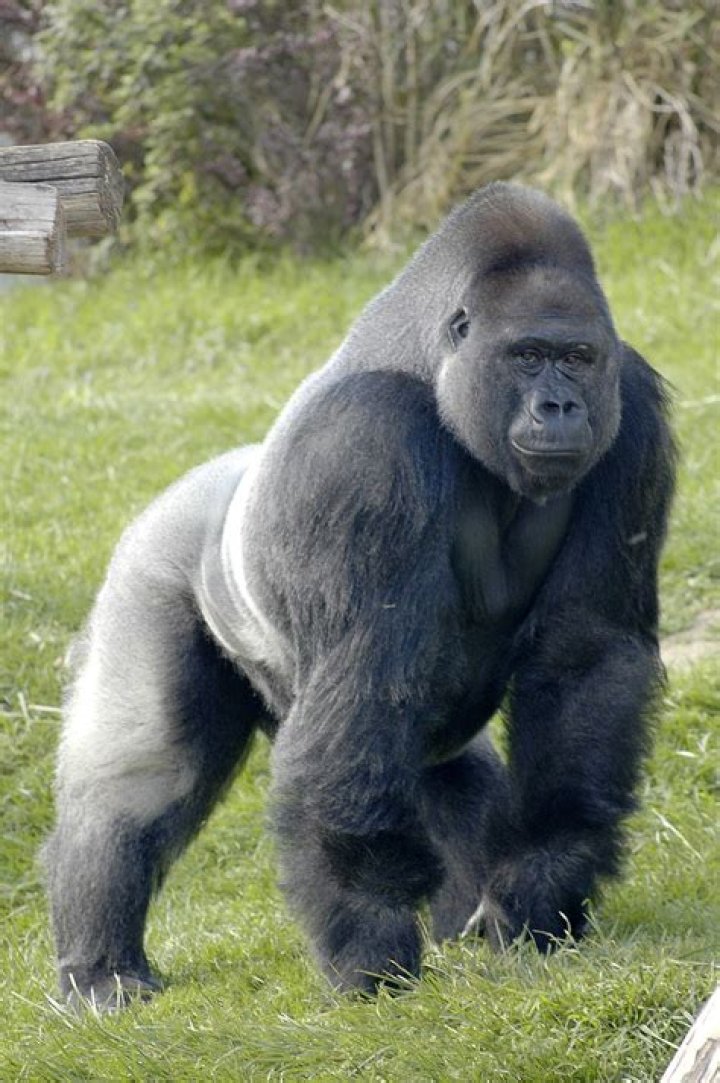 Are there alpha gorillas?