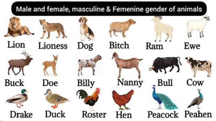 Are there any animals that mate with their own gender?