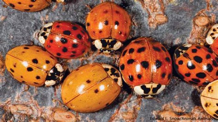 Are there male ladybugs?