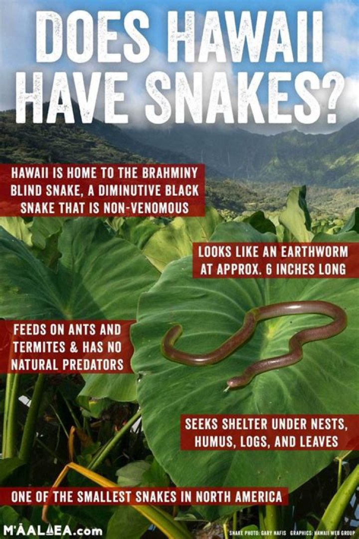 Are there no snakes in Hawaii?