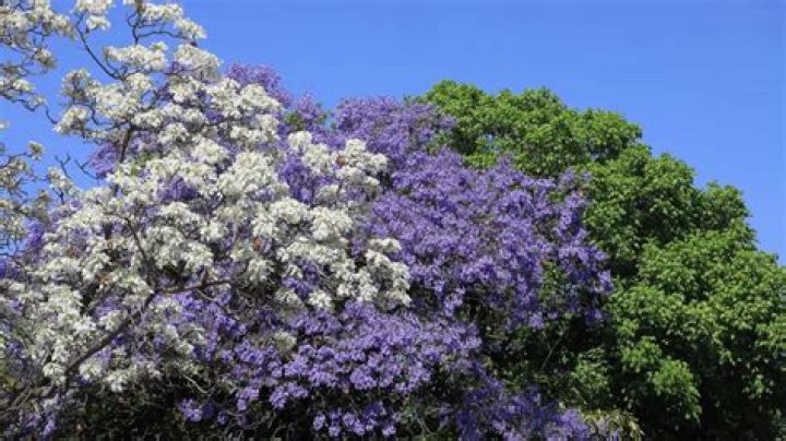 Are there white jacarandas?