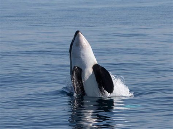 Are twin calves rare?