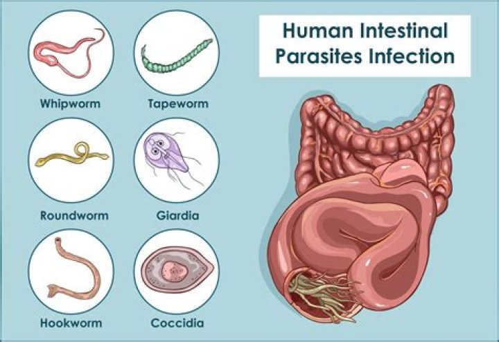 Are worms common in humans?