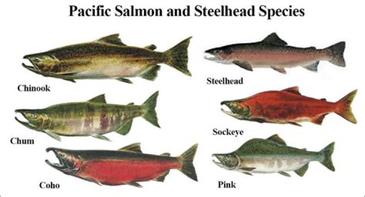 Are worms in all salmon?
