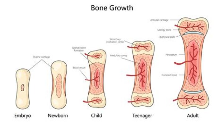 At what age bone growth stops?