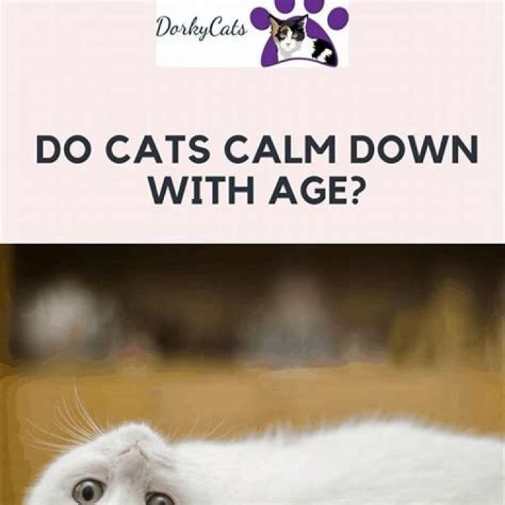 At what age do cats calm down?