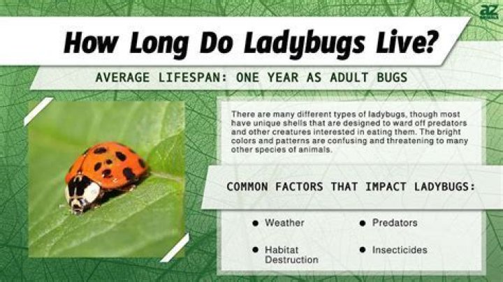 Can a ladybug live indoors?