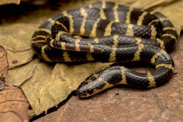 Can a person survive a cobra bite?