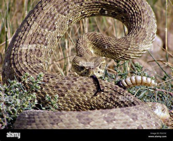 Can a rattlesnake strike without being coiled?