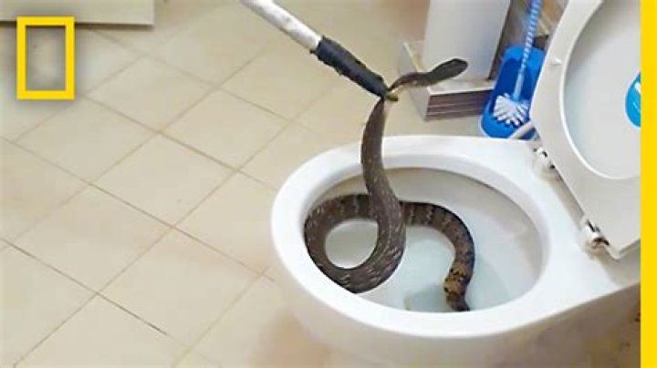 Can a snake get in your toilet?