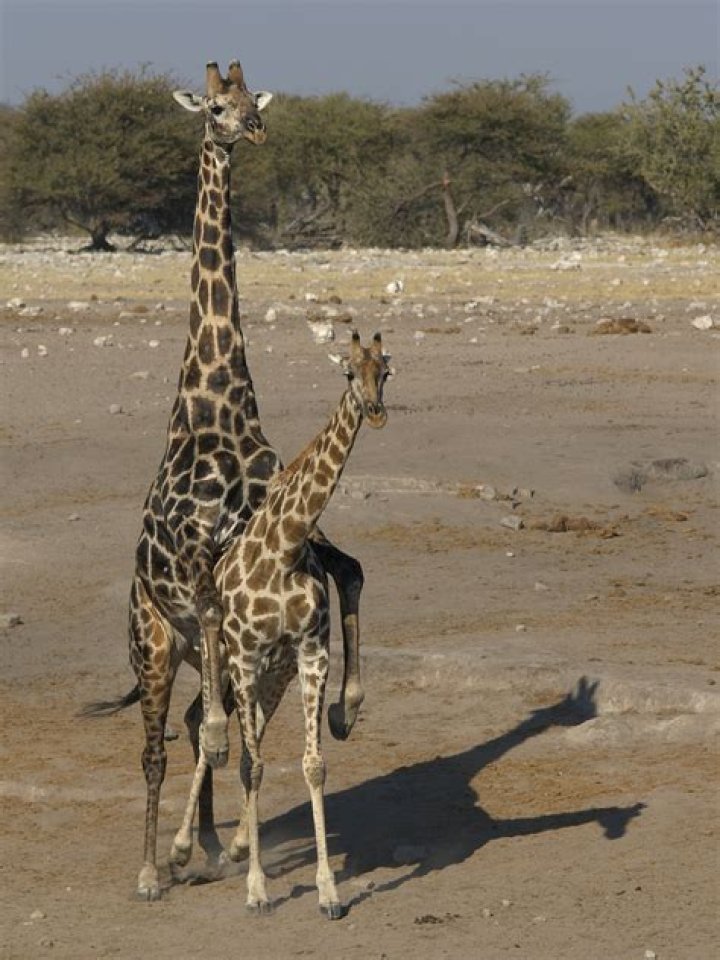 Can a zebra and a giraffe mate?