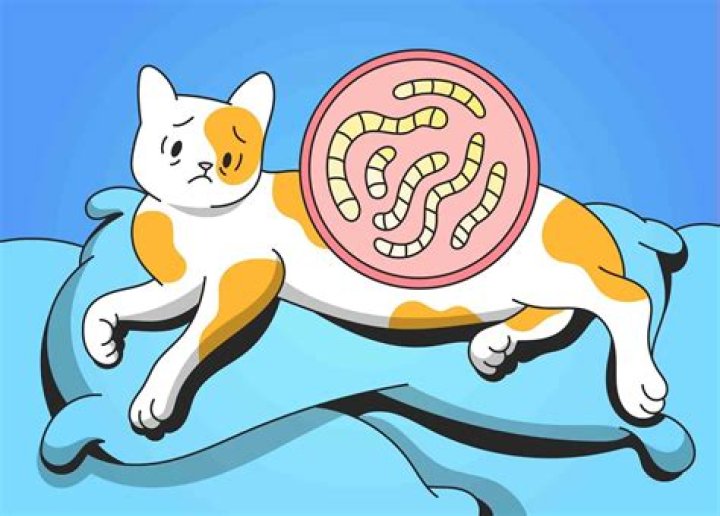 Can an indoor cat get worms?