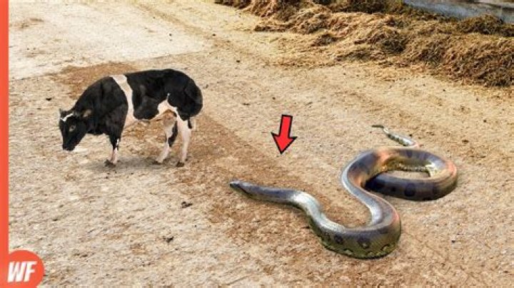 Can anaconda swallow cow?